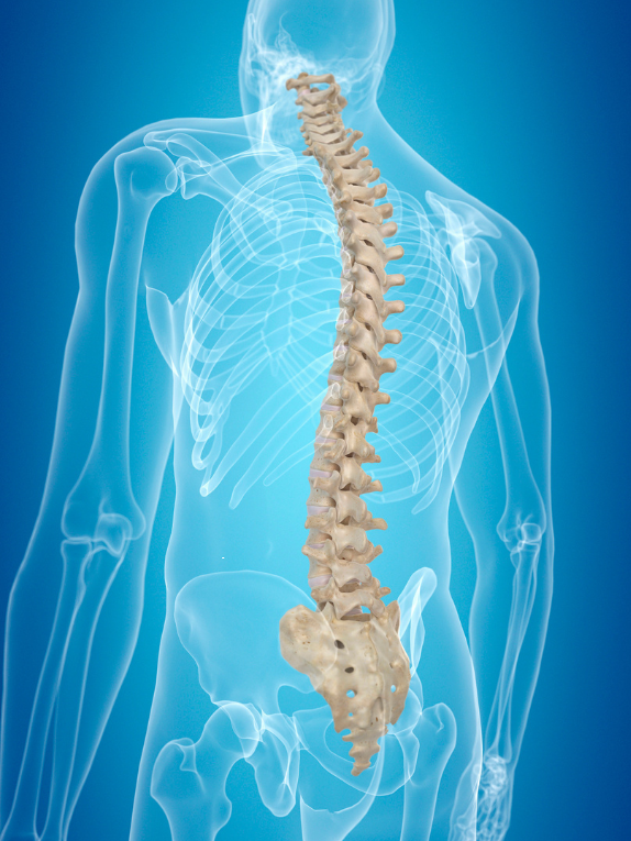 Wirbelsäule